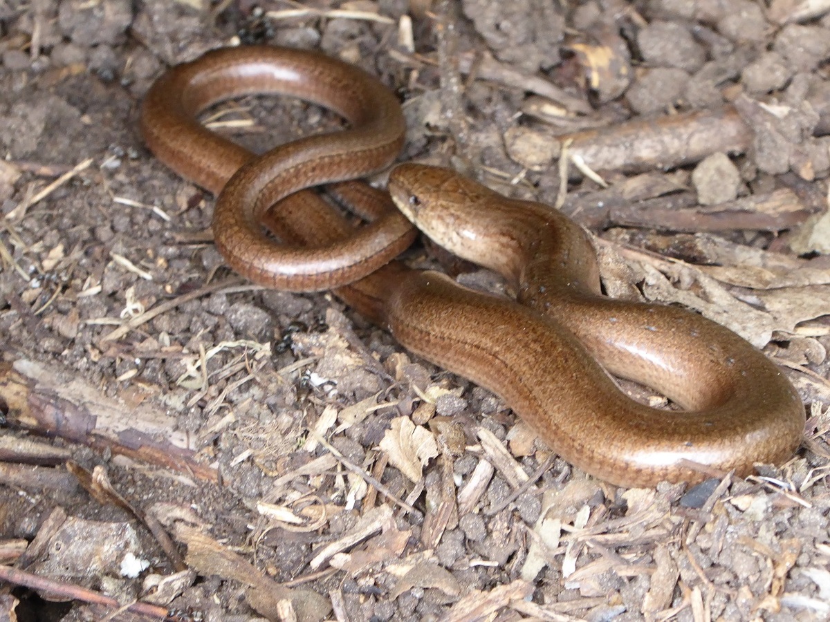 3 Female Slowworm Under Tin